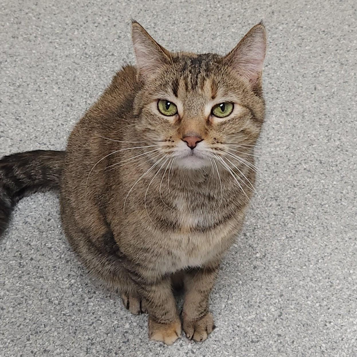 Enlarge Lulu, an adopted Torbie in Marshfield, WI image 3/5
