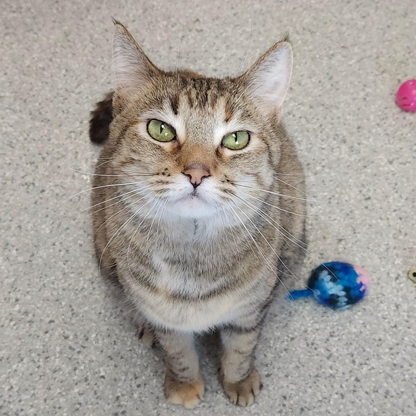 Enlarge Lulu, an adopted Torbie in Marshfield, WI image 1/5