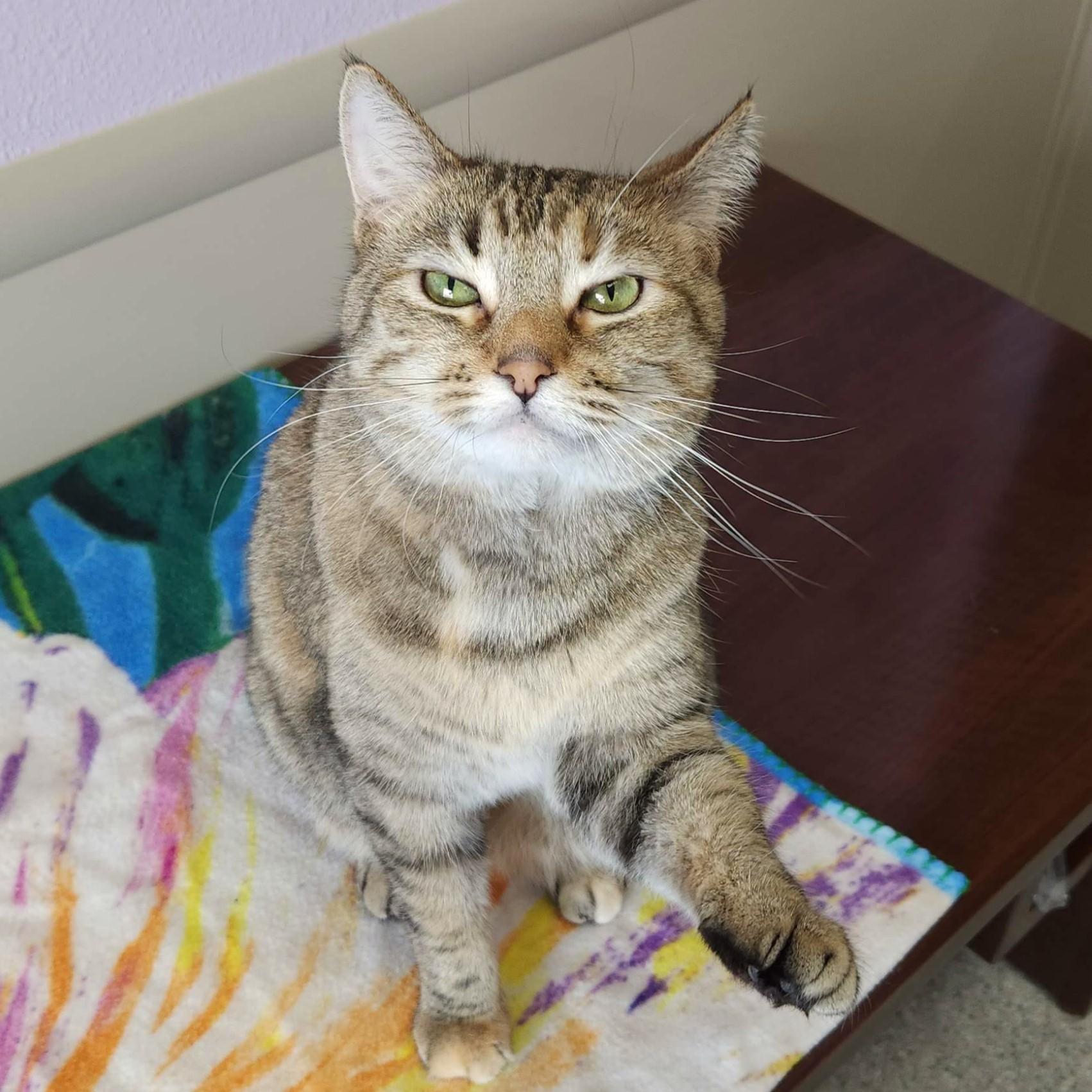 Enlarge Lulu, an adopted Torbie in Marshfield, WI image 2/5
