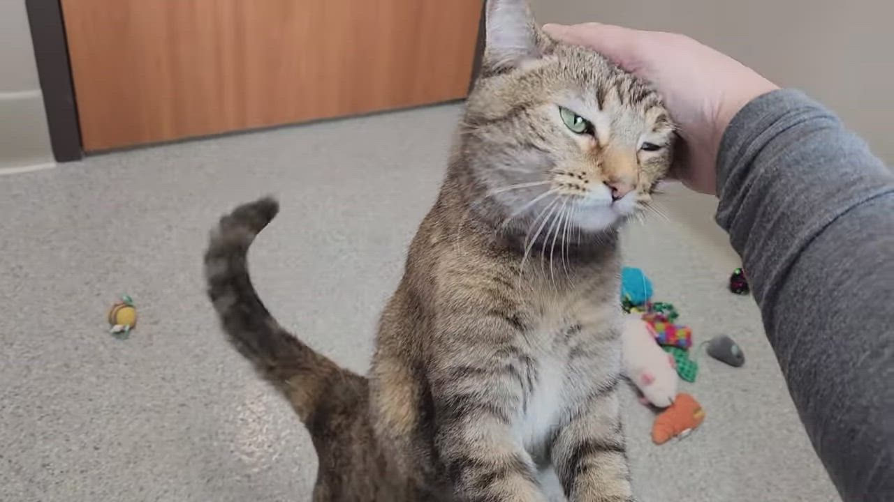 Enlarge Lulu, an adopted Torbie in Marshfield, WI video 5/5