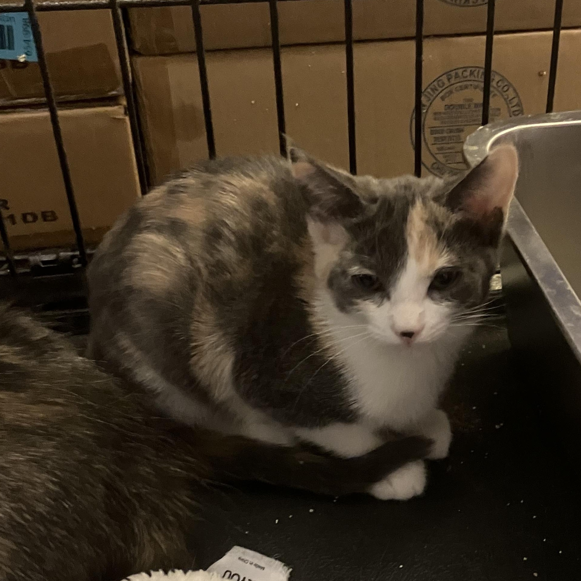 Luna, adopted, Kitten Female Dilute Tortoiseshell.