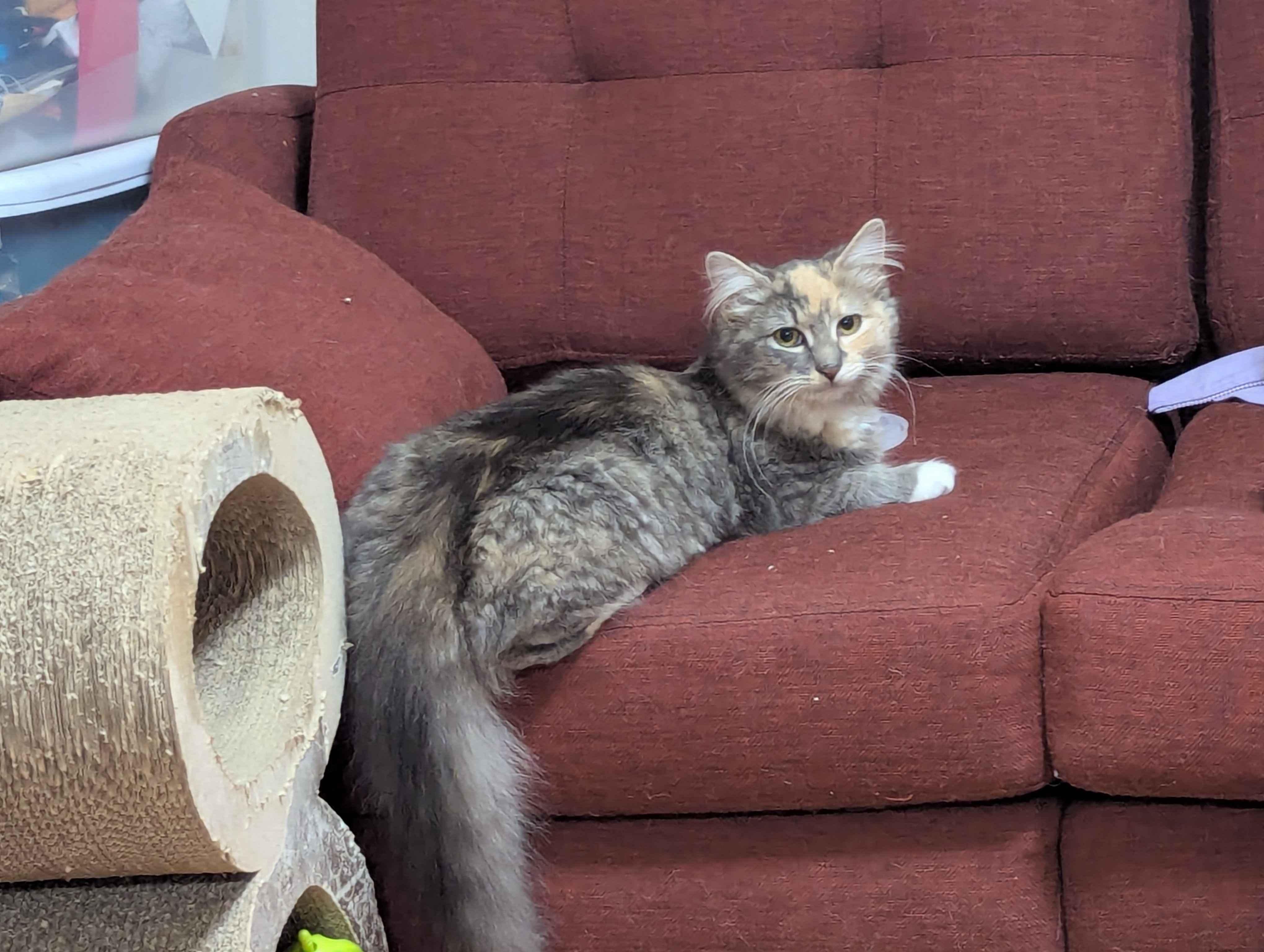 Florence, an adoption pending Domestic Long Hair in North Bergen, NJ image 2/5