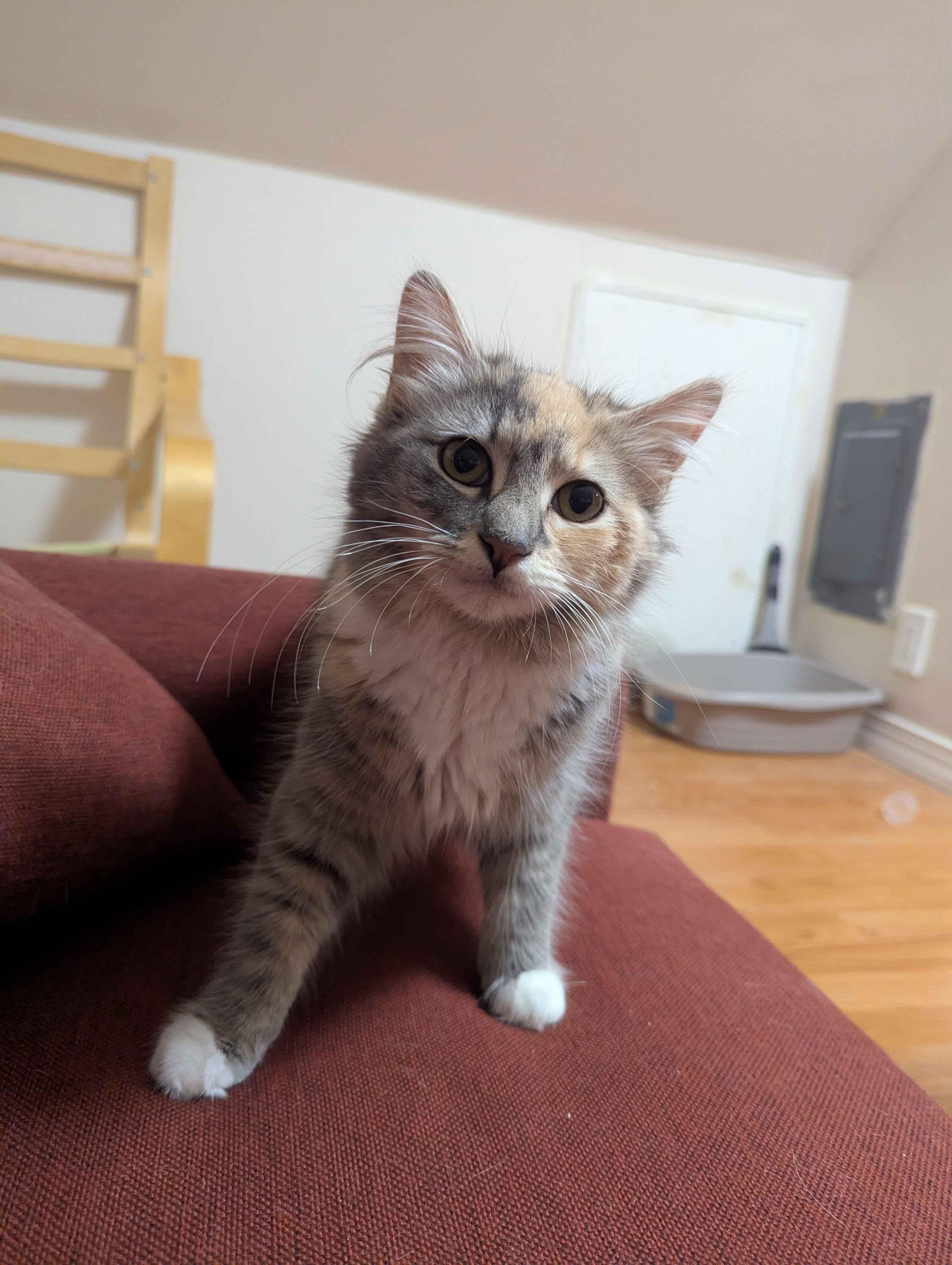 Florence, an adoption pending Domestic Long Hair in North Bergen, NJ image 1/5
