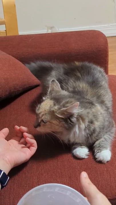Enlarge Florence, an adoption pending Domestic Long Hair in North Bergen, NJ video 5/5