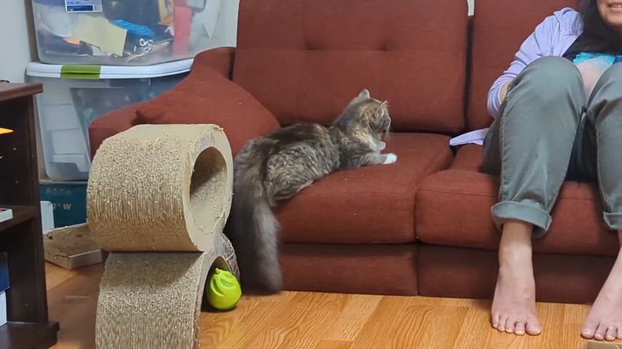Enlarge Florence, an adoption pending Domestic Long Hair in North Bergen, NJ video 4/5