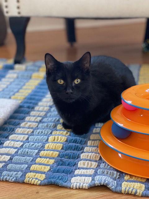 Peanut and Blackberry, Adoptable, Kitten Male Domestic Short Hair.