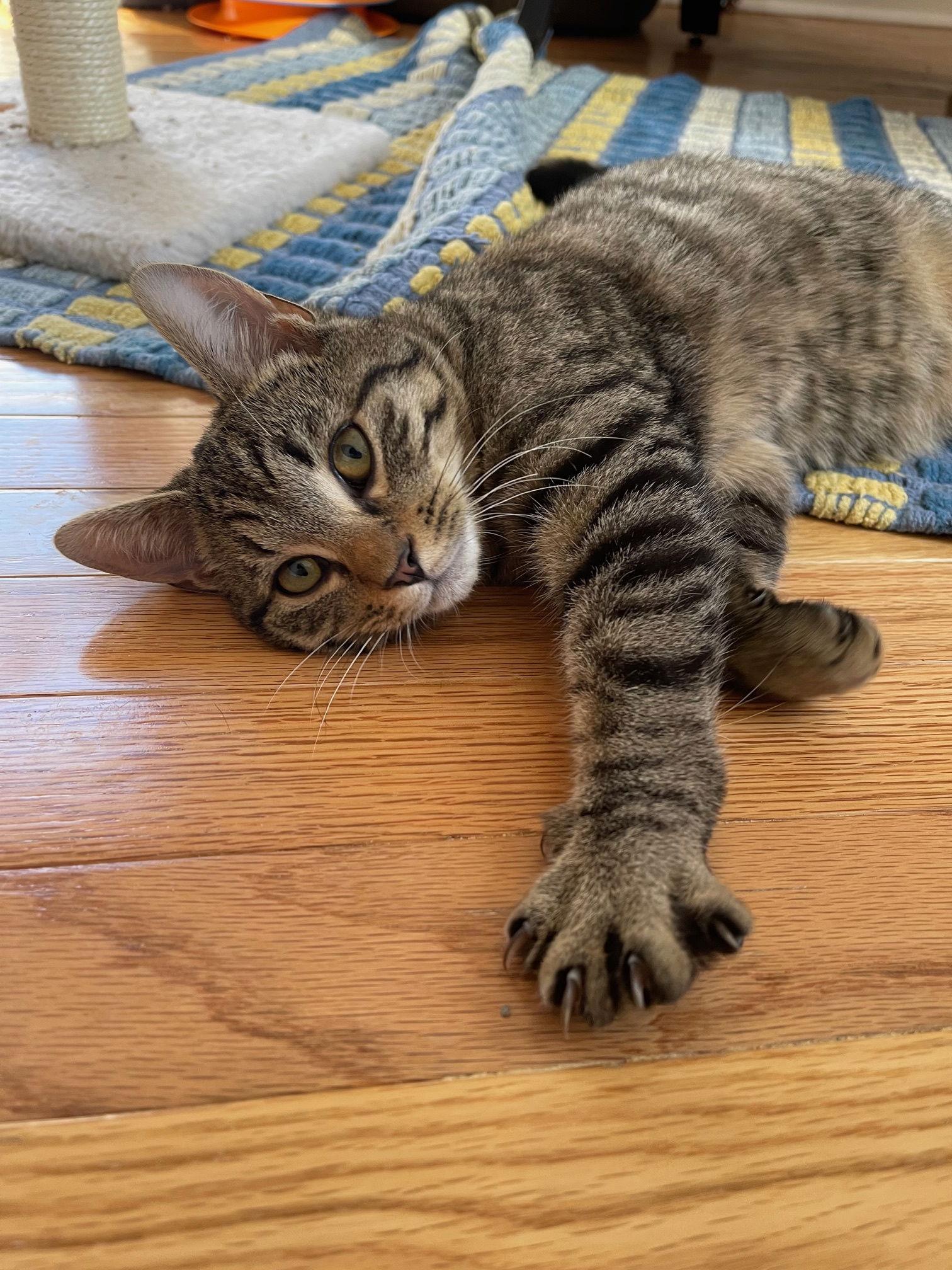 Enlarge Peanut and Blackberry, a Adoptable Domestic Short Hair in Somerville, MA image 2/3