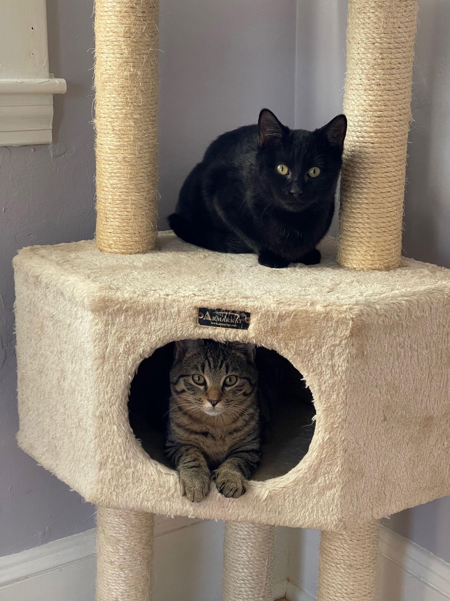 Enlarge Peanut and Blackberry, a Adoptable Domestic Short Hair in Somerville, MA image 3/3