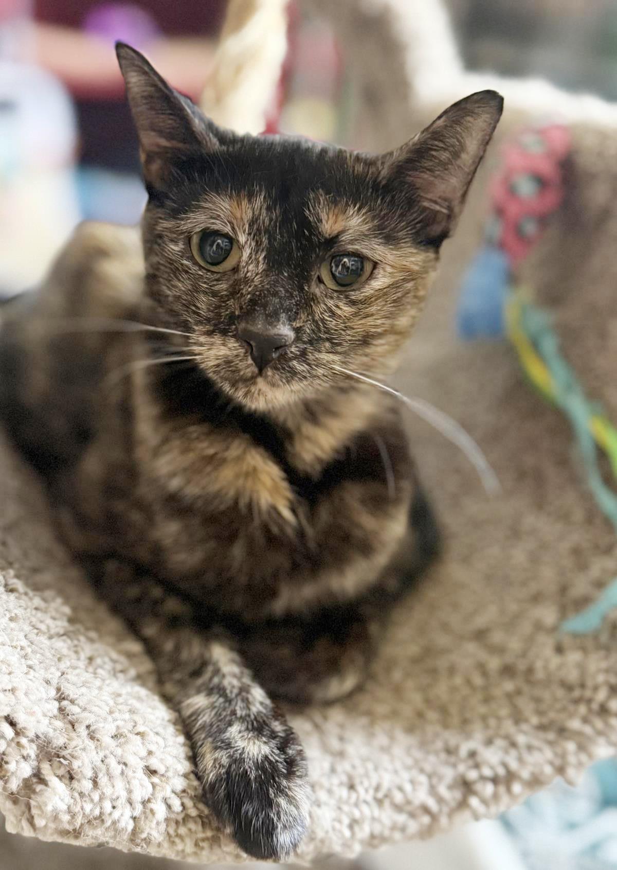Enlarge Milan Bates, a Adoptable mixed breed in Chandler, AZ image 1/3