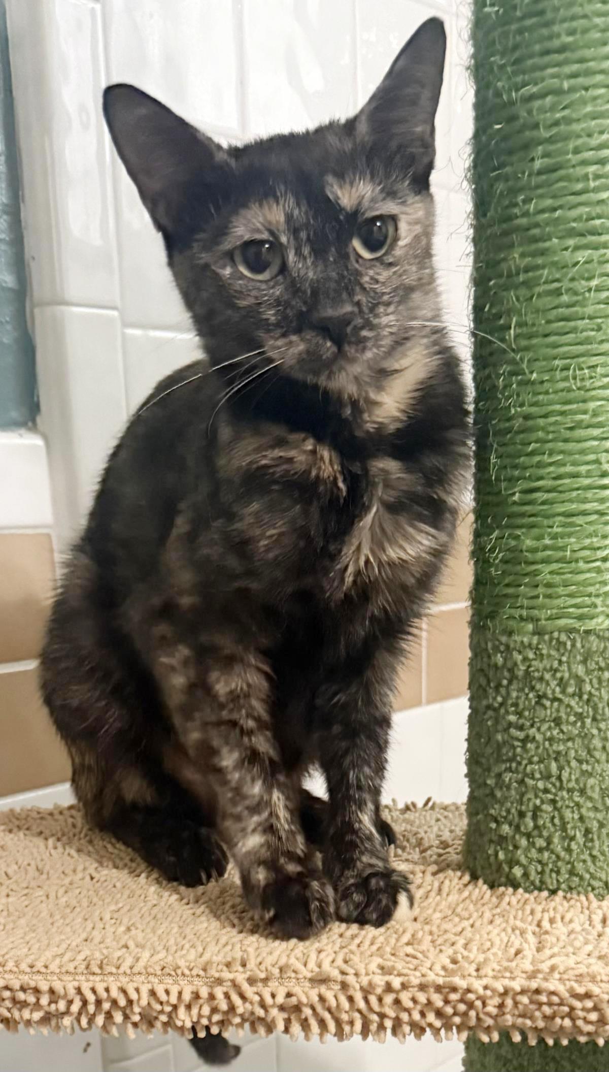 Enlarge Milan Bates, a Adoptable mixed breed in Chandler, AZ image 2/3