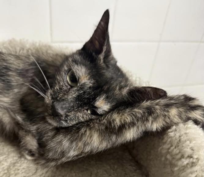 Milan Bates, Adoptable, Adult Female Tortoiseshell & Domestic Short Hair.