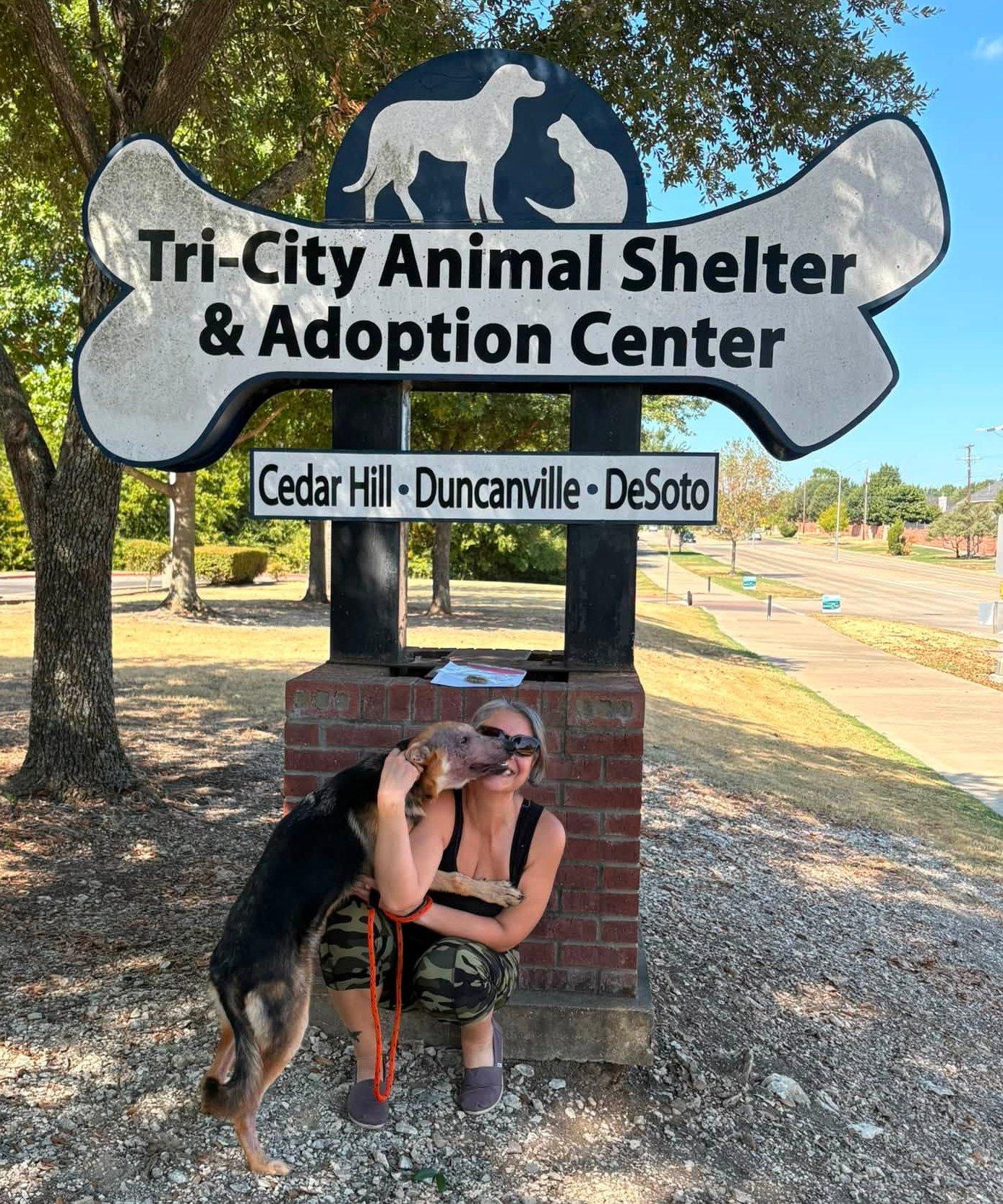 Enlarge Suki, a ADOPTABLE German Shepherd Dog in Dallas, TX image 2/5