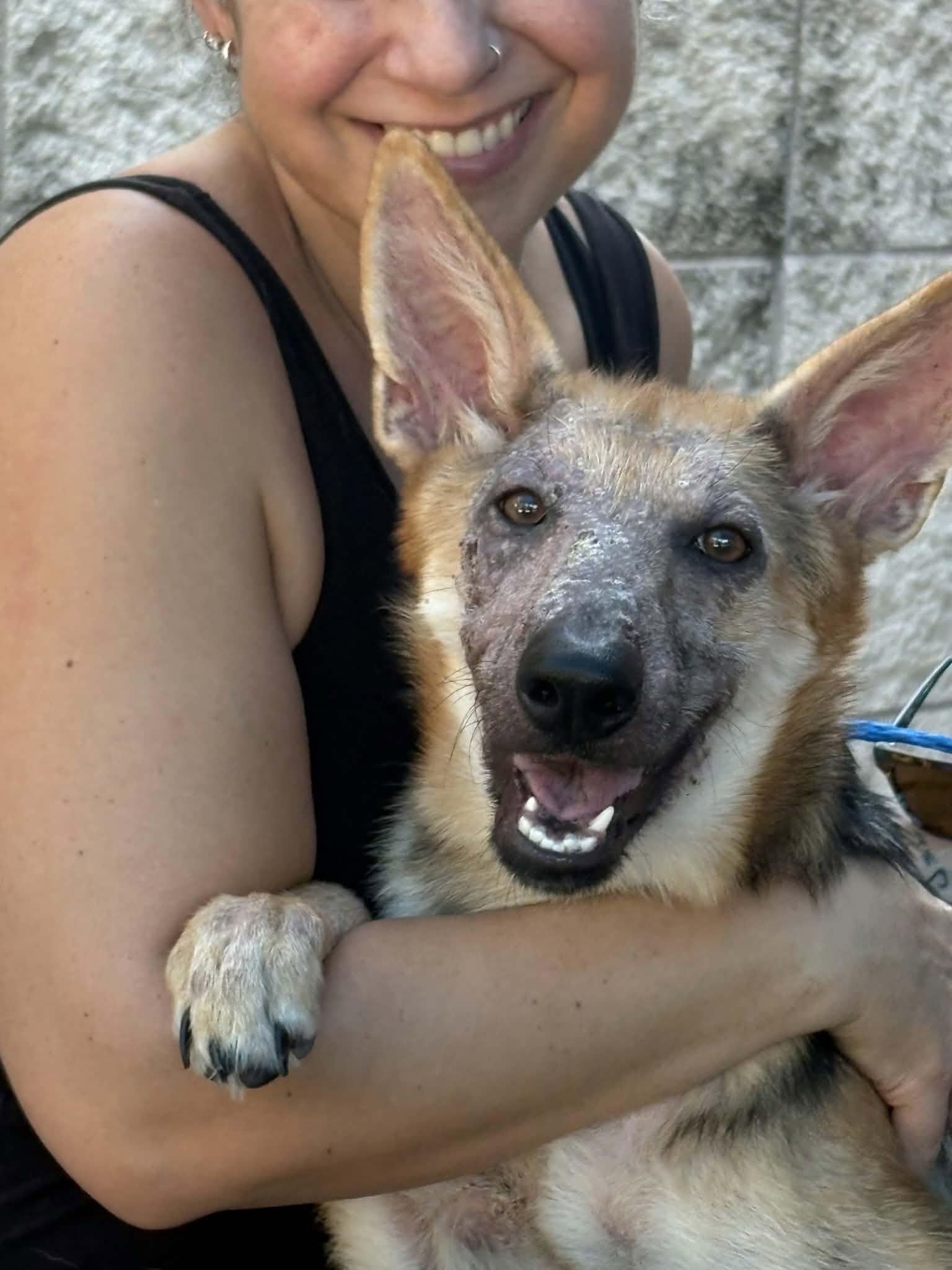Enlarge Suki, a ADOPTABLE German Shepherd Dog in Dallas, TX image 3/5