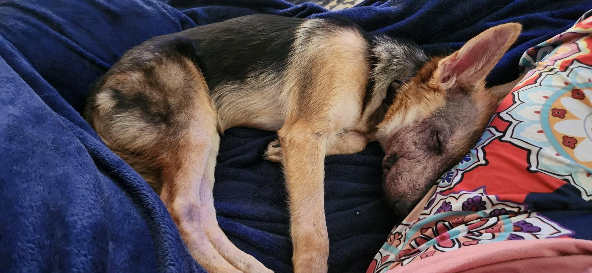 Enlarge Suki, a ADOPTABLE German Shepherd Dog in Dallas, TX image 5/5