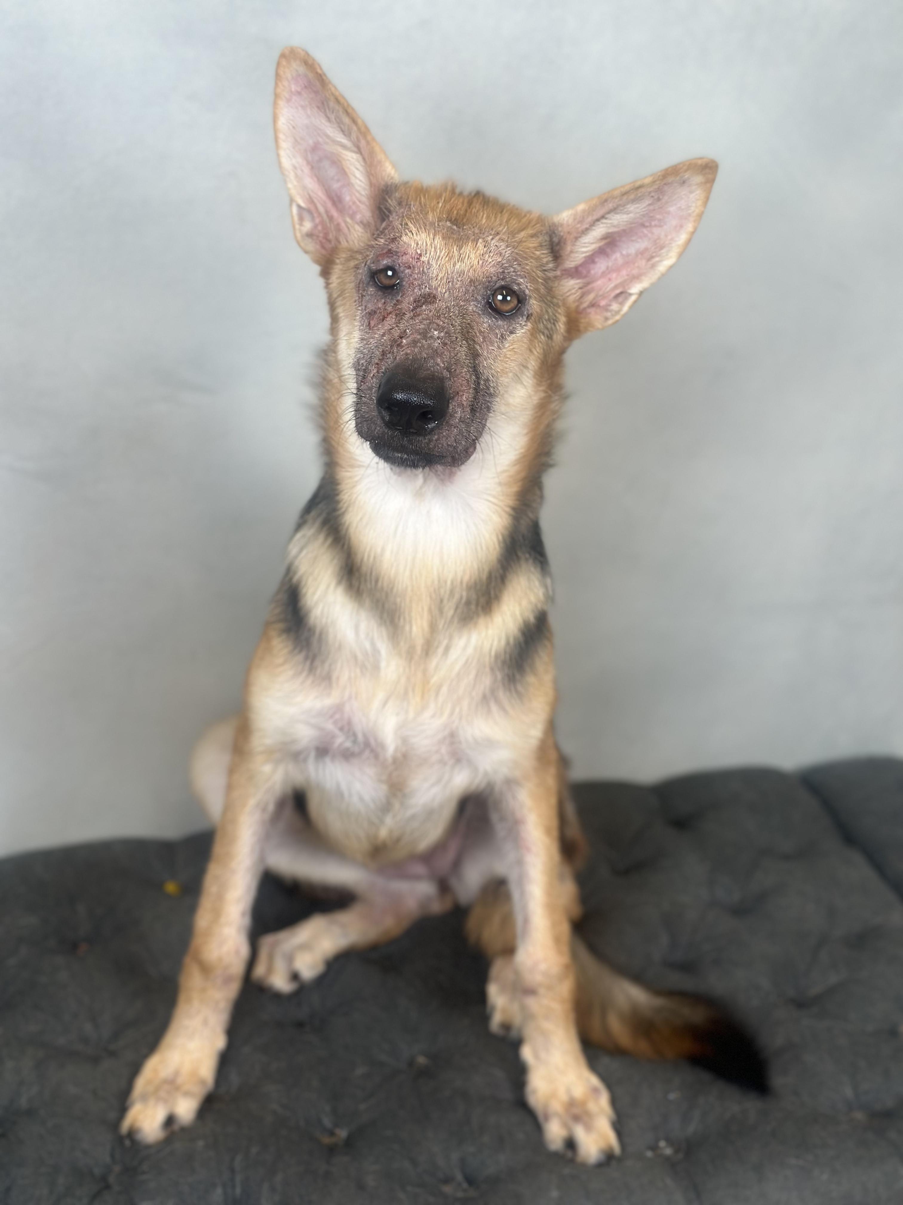 Enlarge Suki, a ADOPTABLE German Shepherd Dog in Dallas, TX image 1/5