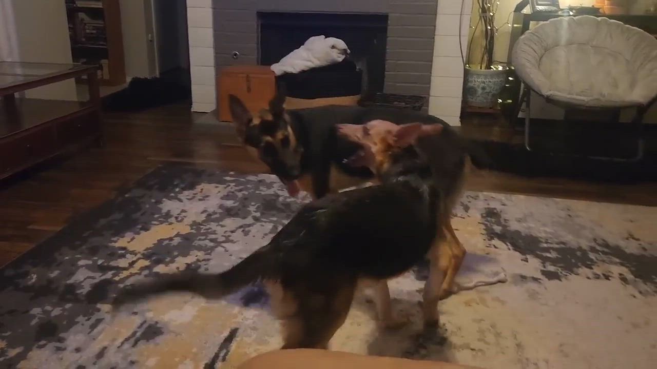 Enlarge Suki, a ADOPTABLE German Shepherd Dog in Dallas, TX video 4/5