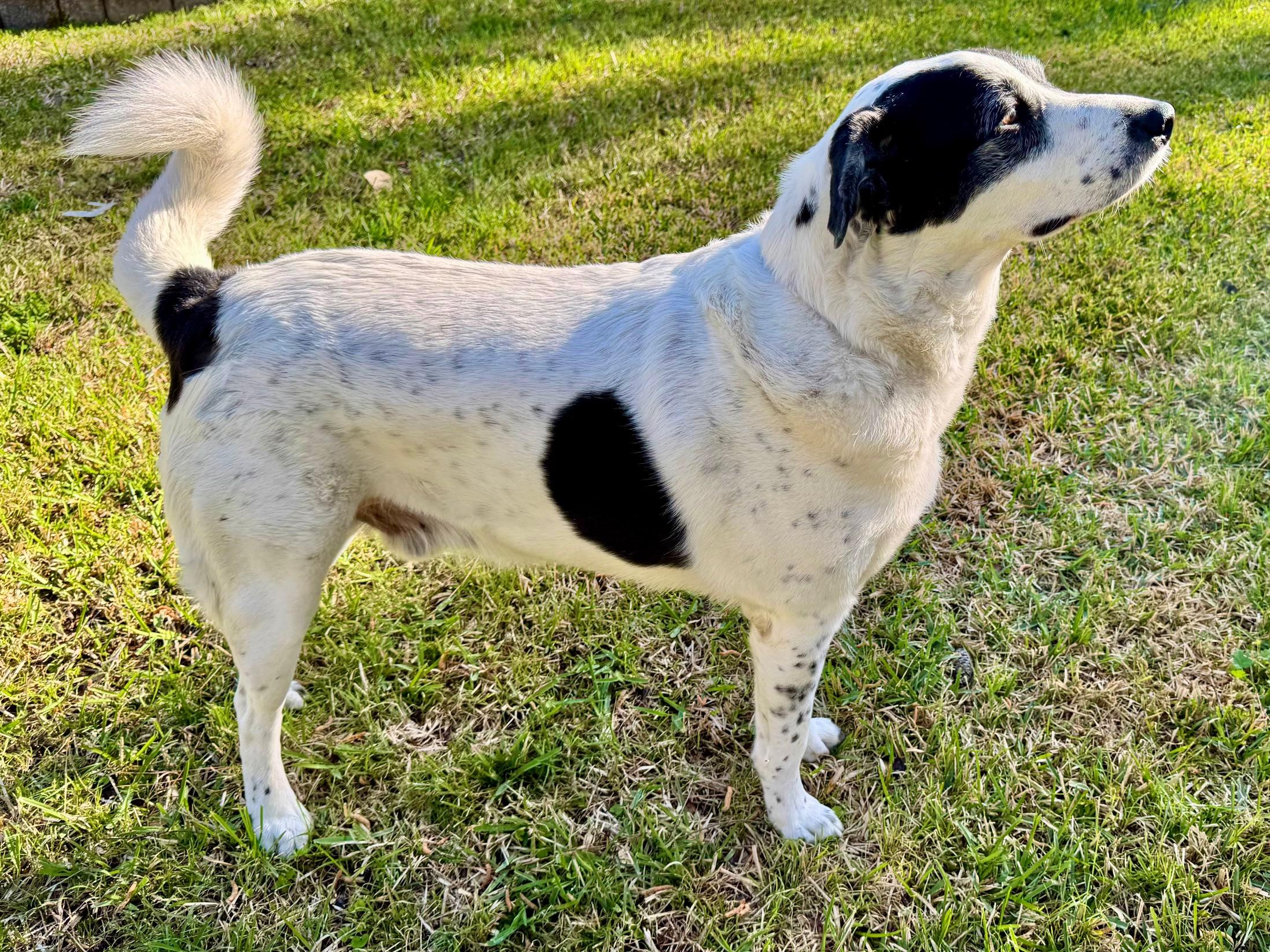 Enlarge Henry, an adopted mixed breed in Cypress, TX image 6/6