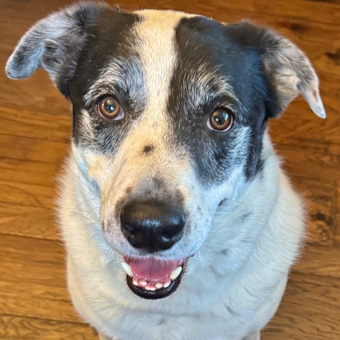 Enlarge Henry, an adopted mixed breed in Cypress, TX image 2/6