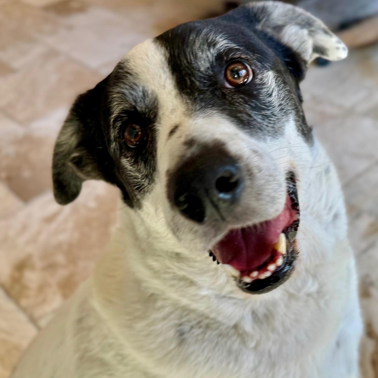 Enlarge Henry, an adopted mixed breed in Cypress, TX image 4/6