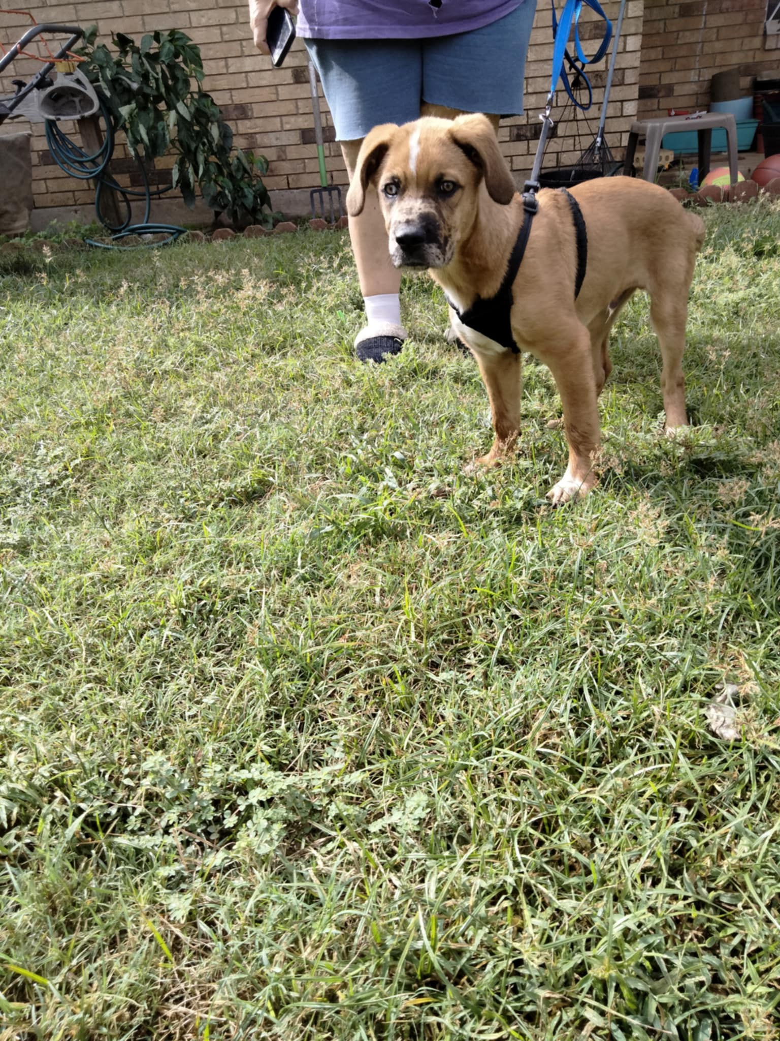 Enlarge Andy, a Adoptable mixed breed in La Crosse, WI image 3/3