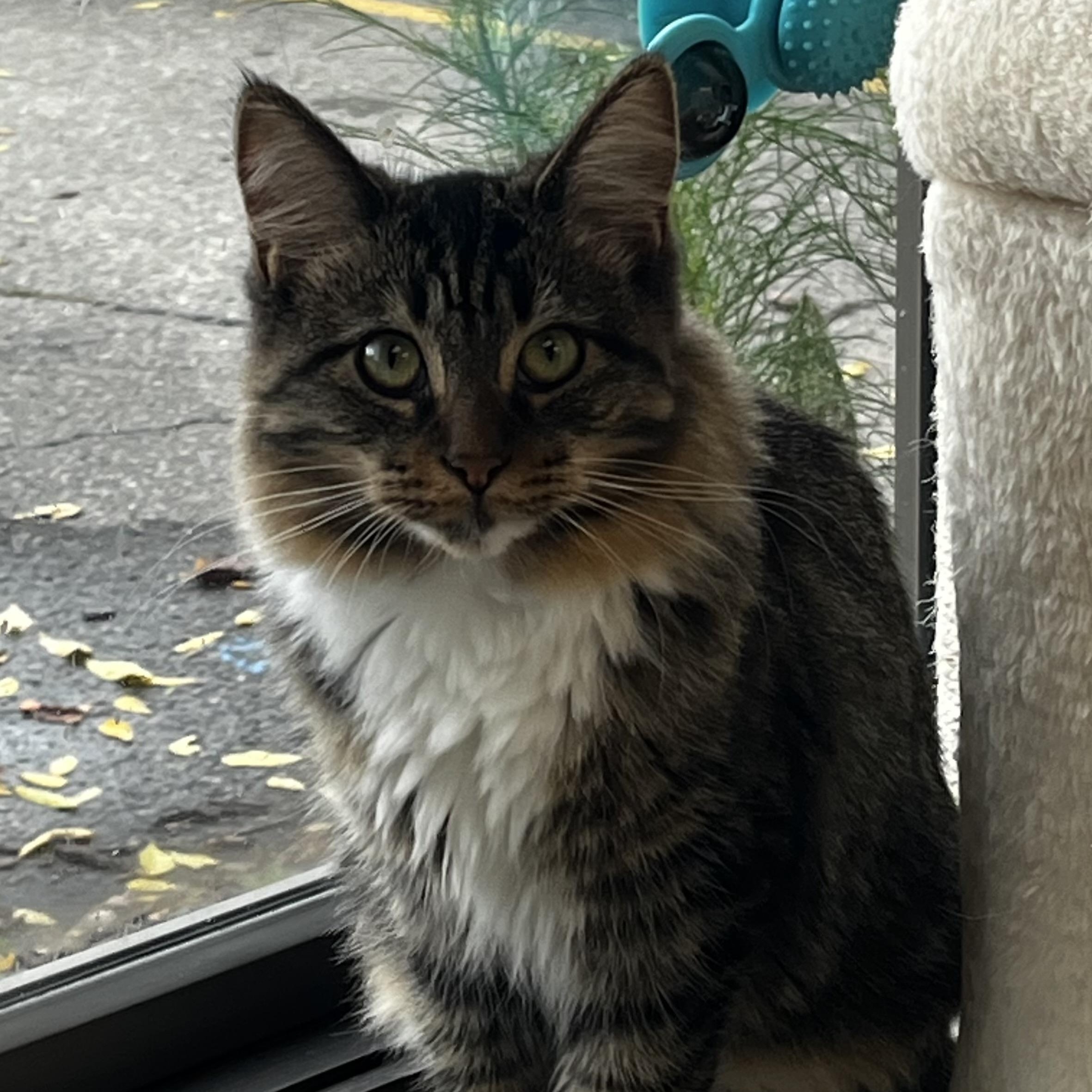 Enlarge Clarissa, a Adoptable Domestic Long Hair in Grosse Ile, MI image 2/2