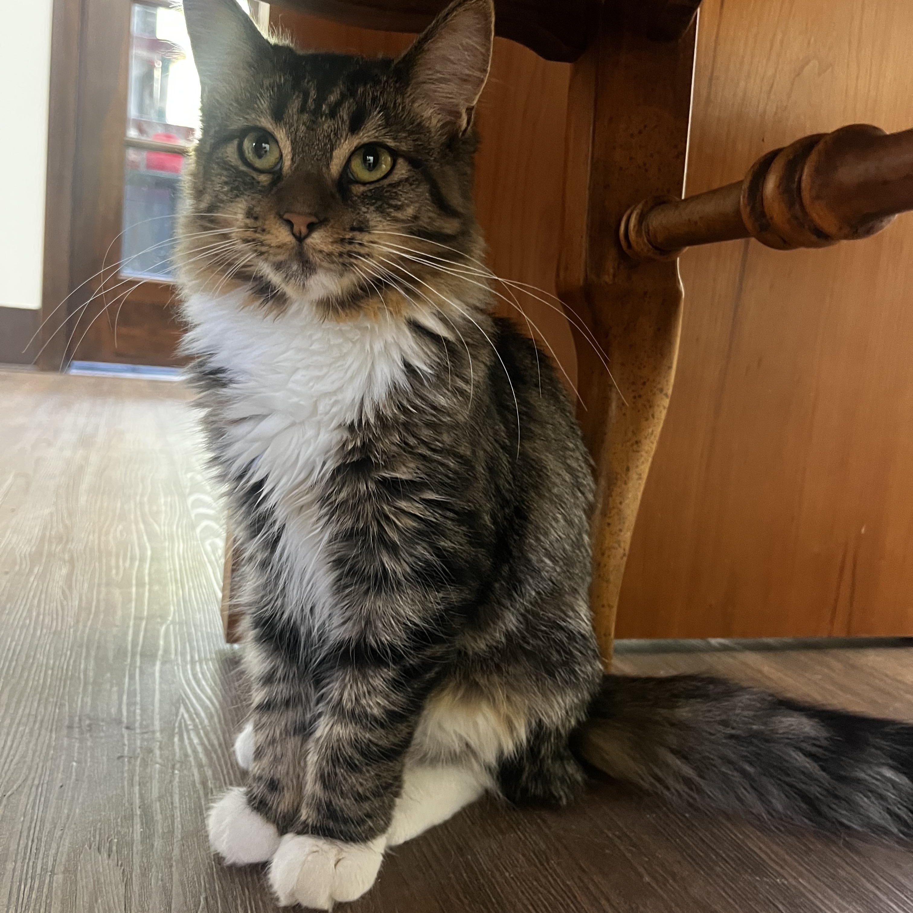 Clarissa, Adoptable, Young Female Domestic Long Hair.