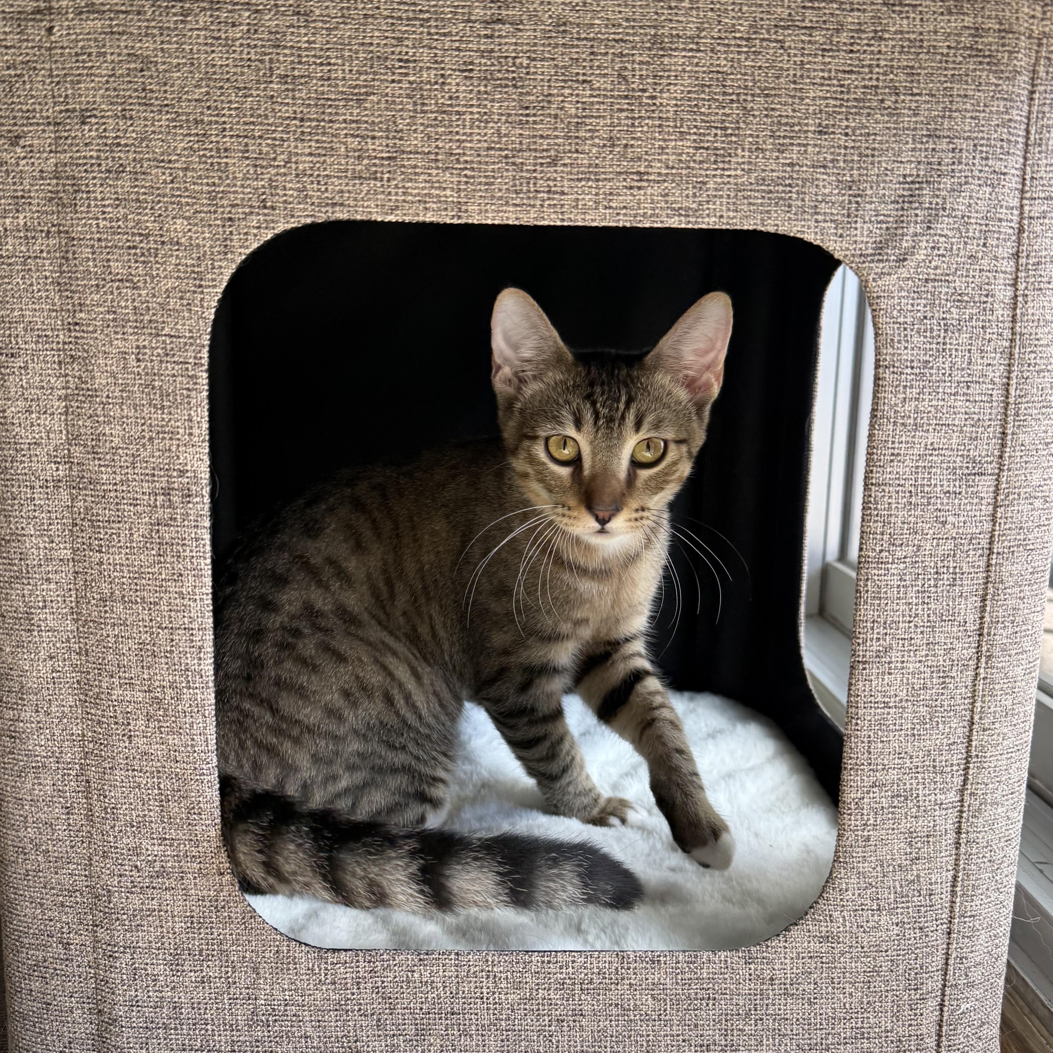 Rookie, a ADOPTABLE Domestic Short Hair in Honolulu, HI image 1/5
