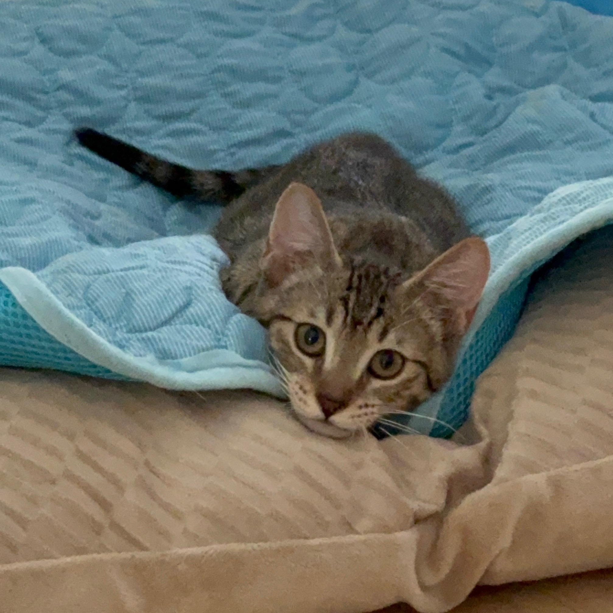 Rookie, a ADOPTABLE Domestic Short Hair in Honolulu, HI image 2/5
