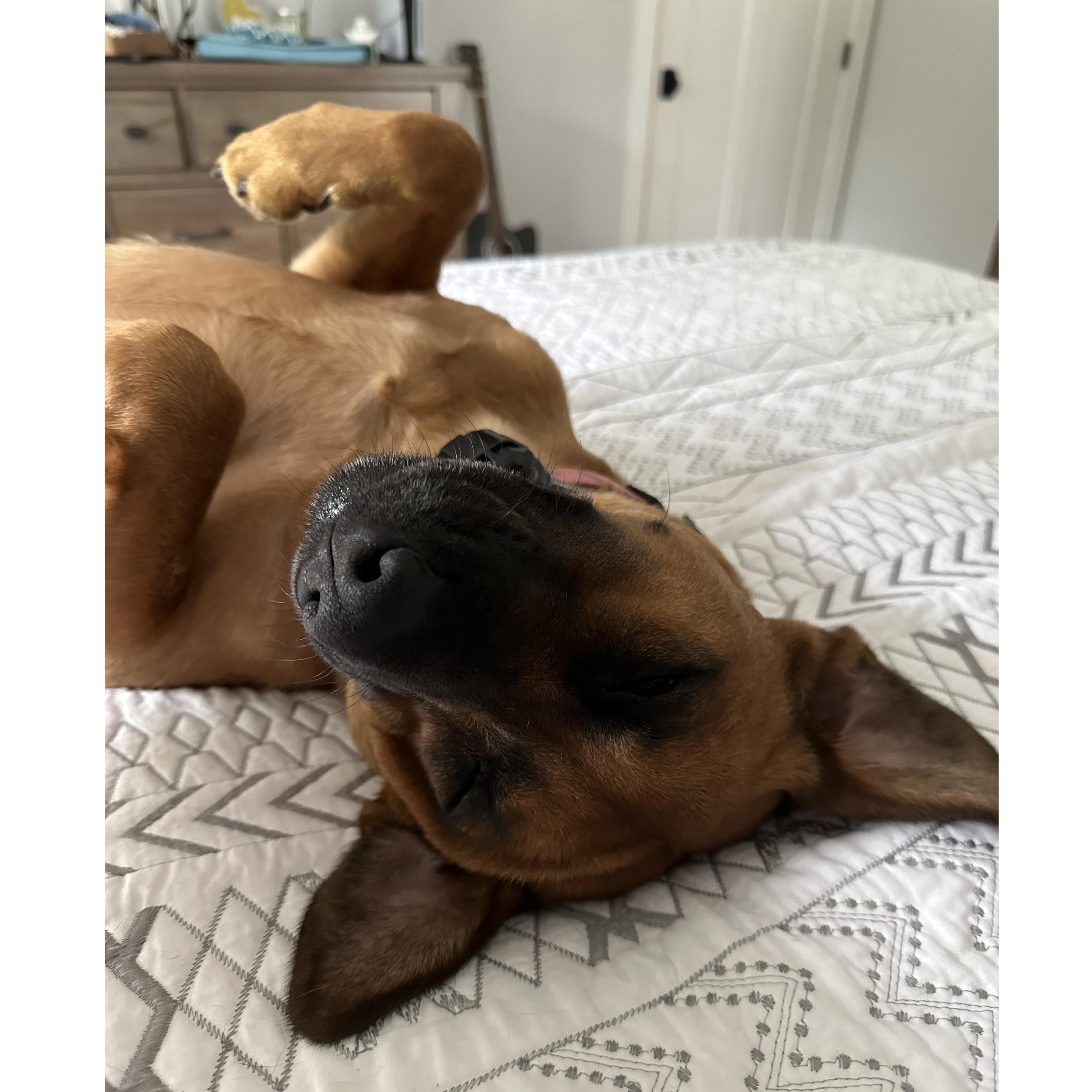 Enlarge Raya (Courtesy post), a Adoptable mixed breed in Clarksville, VA image 4/4