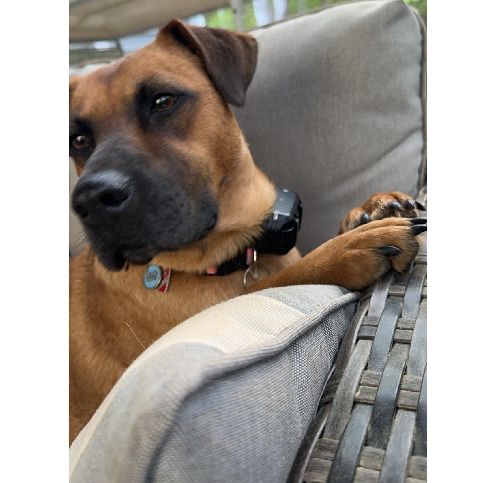Enlarge Raya (Courtesy post), a Adoptable mixed breed in Clarksville, VA image 3/4