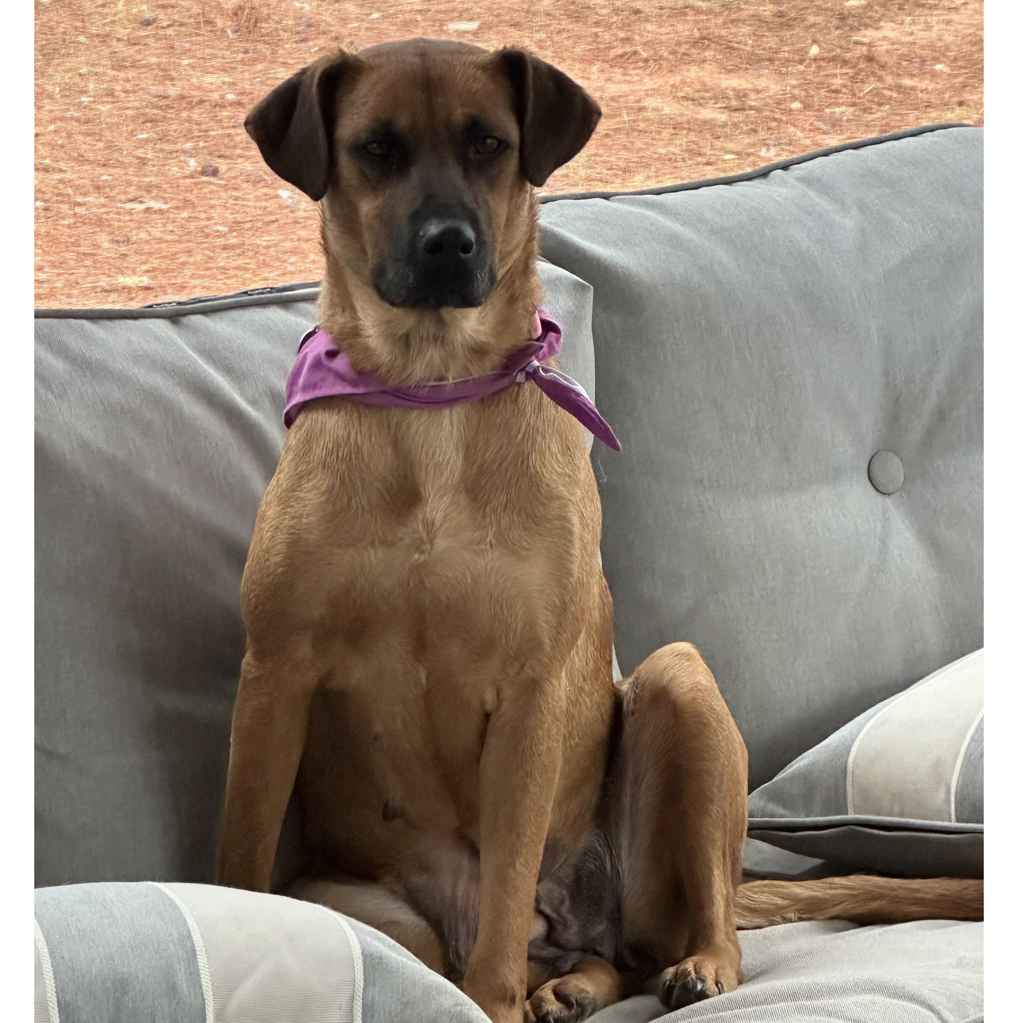 Enlarge Raya (Courtesy post), a Adoptable mixed breed in Clarksville, VA image 2/4