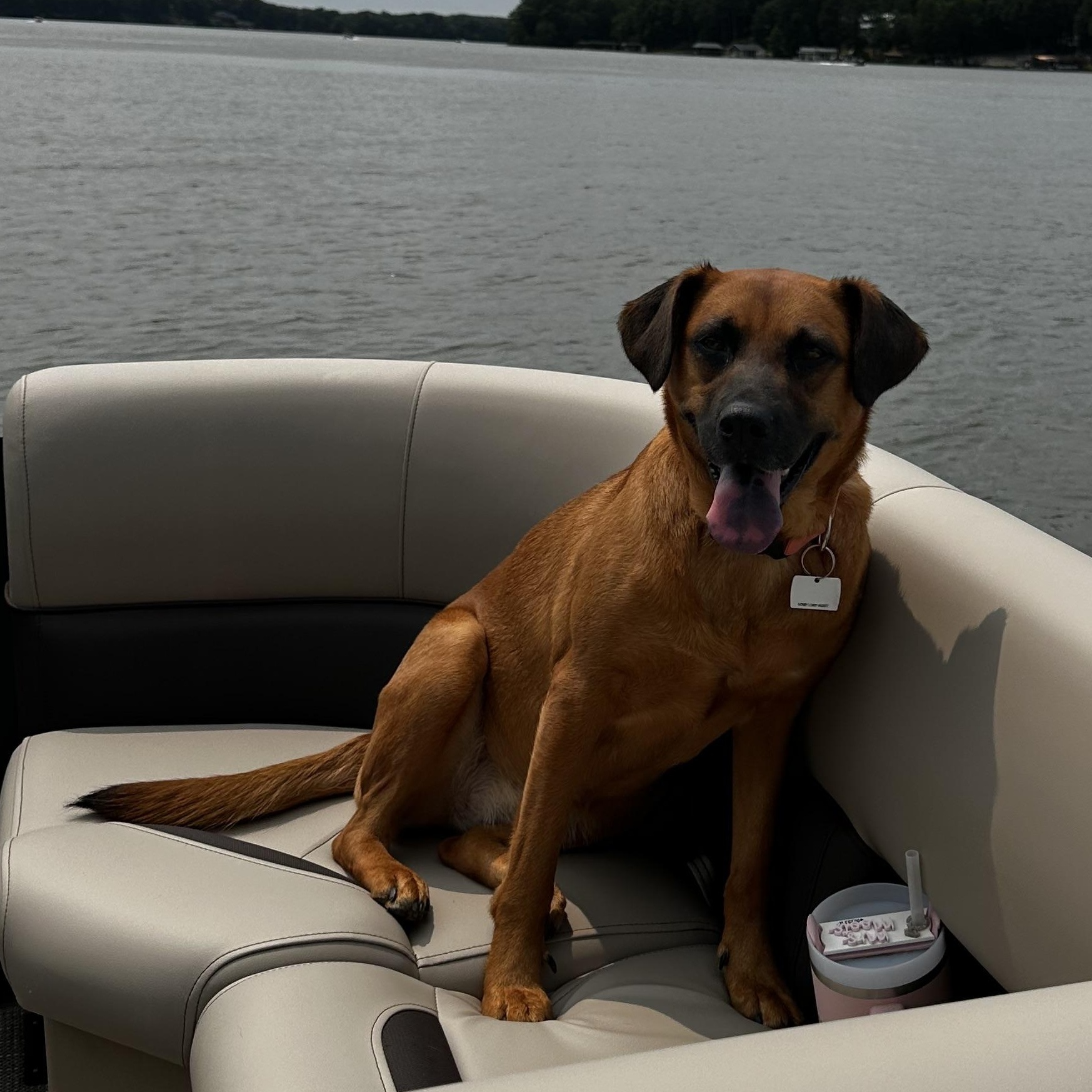 Enlarge Raya (Courtesy post), a Adoptable mixed breed in Clarksville, VA image 1/4