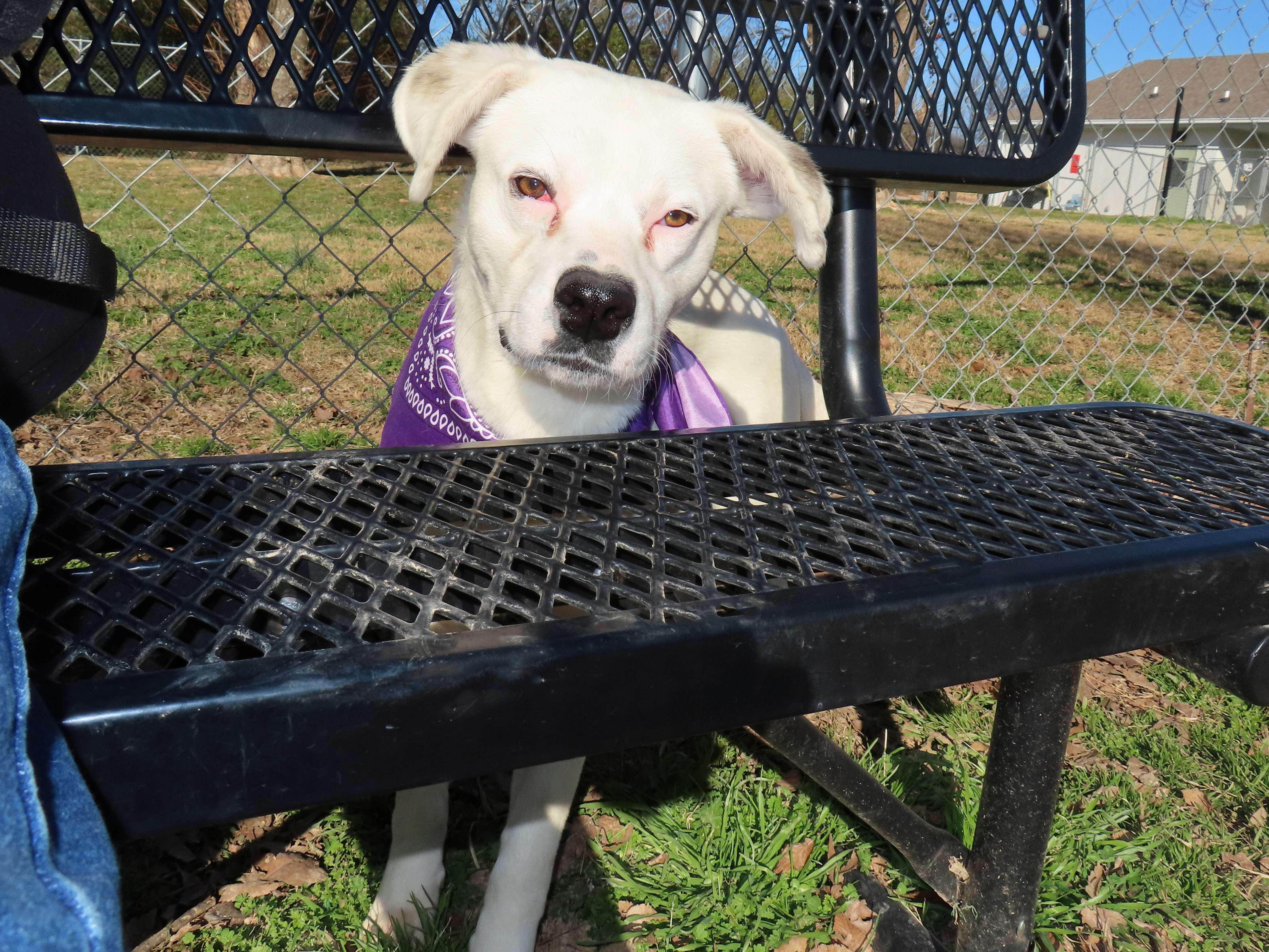 Enlarge Laz  25C-326, a ADOPTABLE mixed breed in Rogers, AR image 5/5