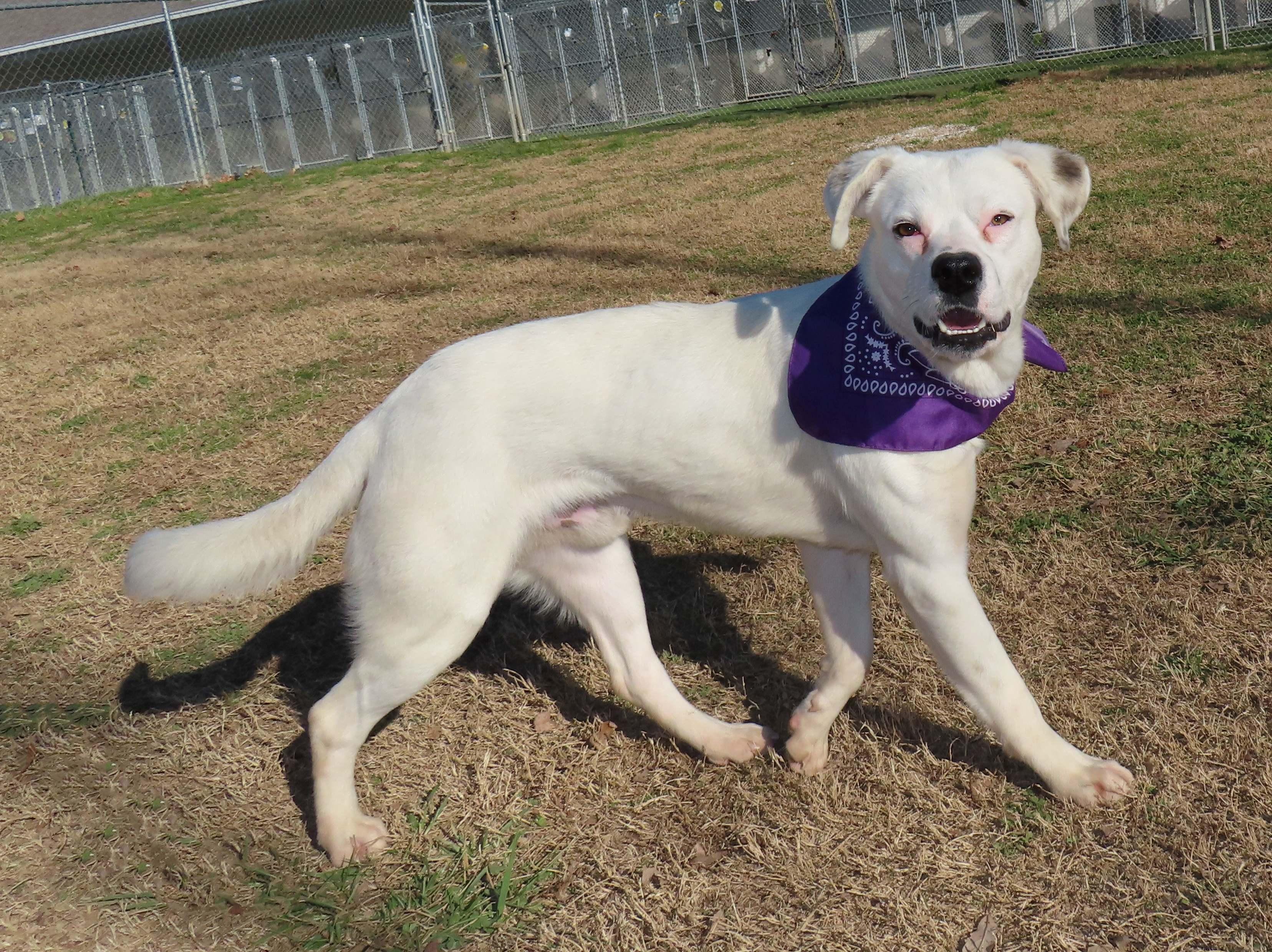 Enlarge Laz  25C-326, a ADOPTABLE mixed breed in Rogers, AR image 2/5