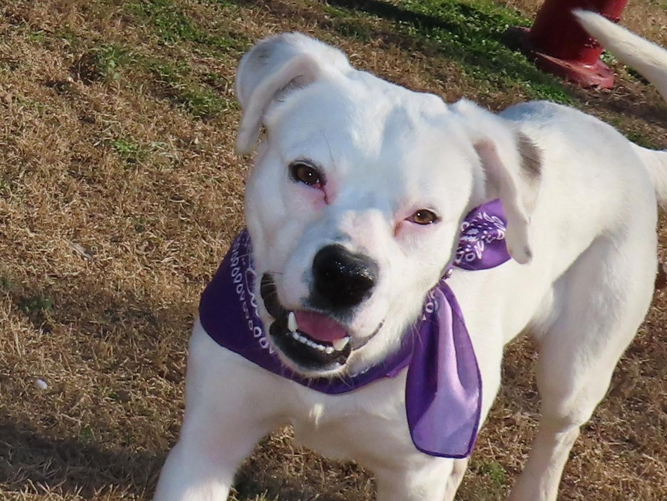 Enlarge Laz  25C-326, a ADOPTABLE mixed breed in Rogers, AR image 1/5