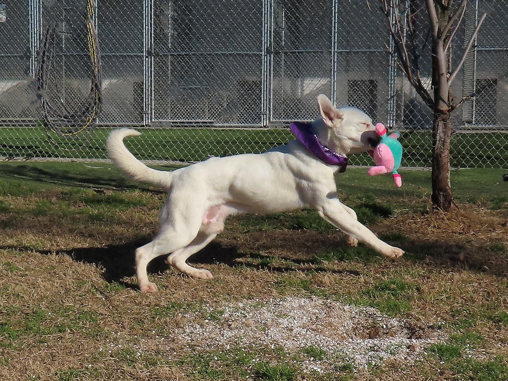 Enlarge Laz  25C-326, a ADOPTABLE mixed breed in Rogers, AR image 4/5