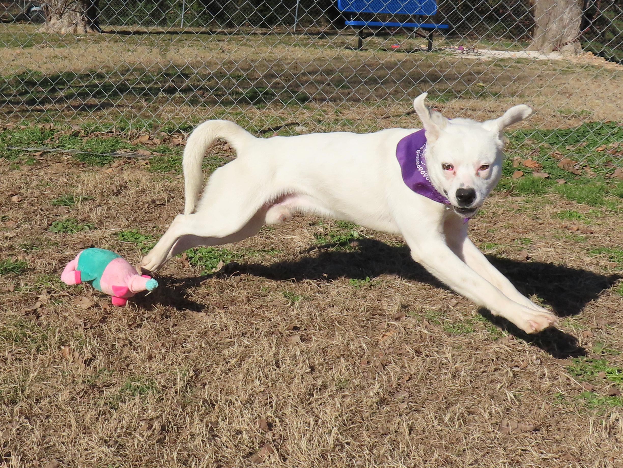 Enlarge Laz  25C-326, a ADOPTABLE mixed breed in Rogers, AR image 3/5