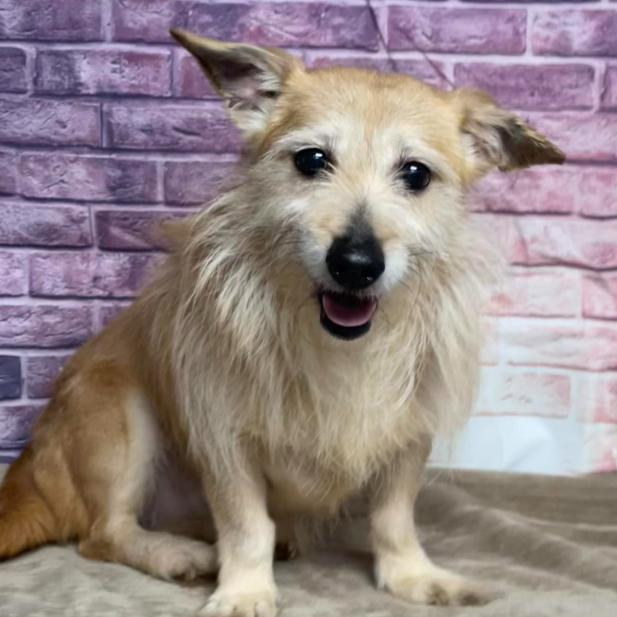 Enlarge Blondie, a Adoptable mixed breed in Fort Collins, CO image 1/1