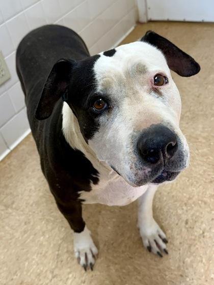 Harper — thumbnail 2