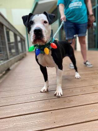 Harper — thumbnail 3