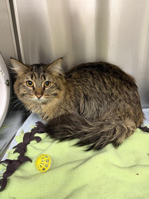 Enlarge SIMBA, a Adoptable Domestic Long Hair in Kent, WA image 1/1