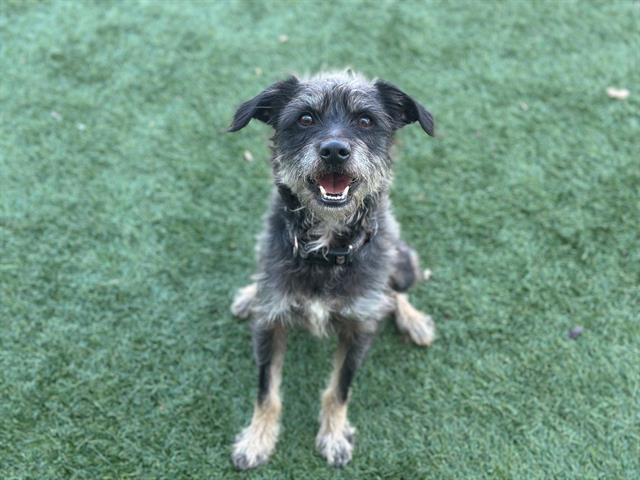 DUSTY, Adoptable, Adult Male Border Terrier & Mixed Breed.