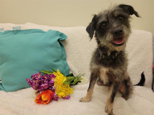 SHARKIE, Adoptable, Adult Male Border Terrier & Mixed Breed.