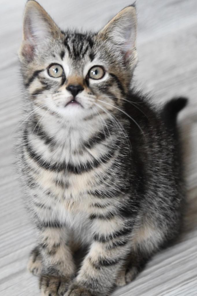 Phlox, Adoptable, Adult Male Domestic Short Hair.