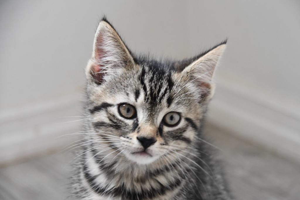 Enlarge Phlox, a Adoptable Domestic Short Hair in White Plains, MD image 2/2