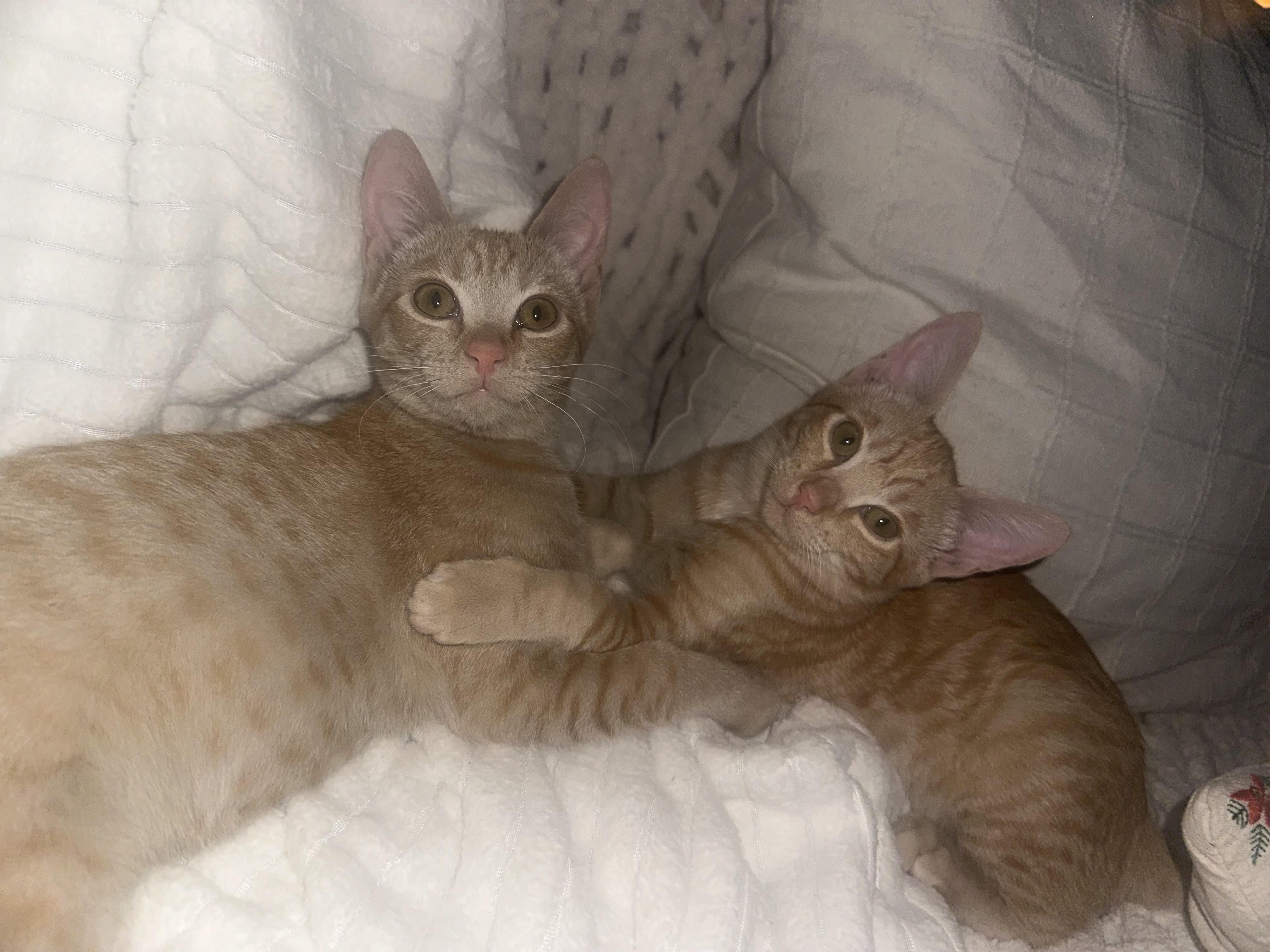 Winnie & Peach (bonded sisters), adopted, Kitten Female Domestic Short Hair.