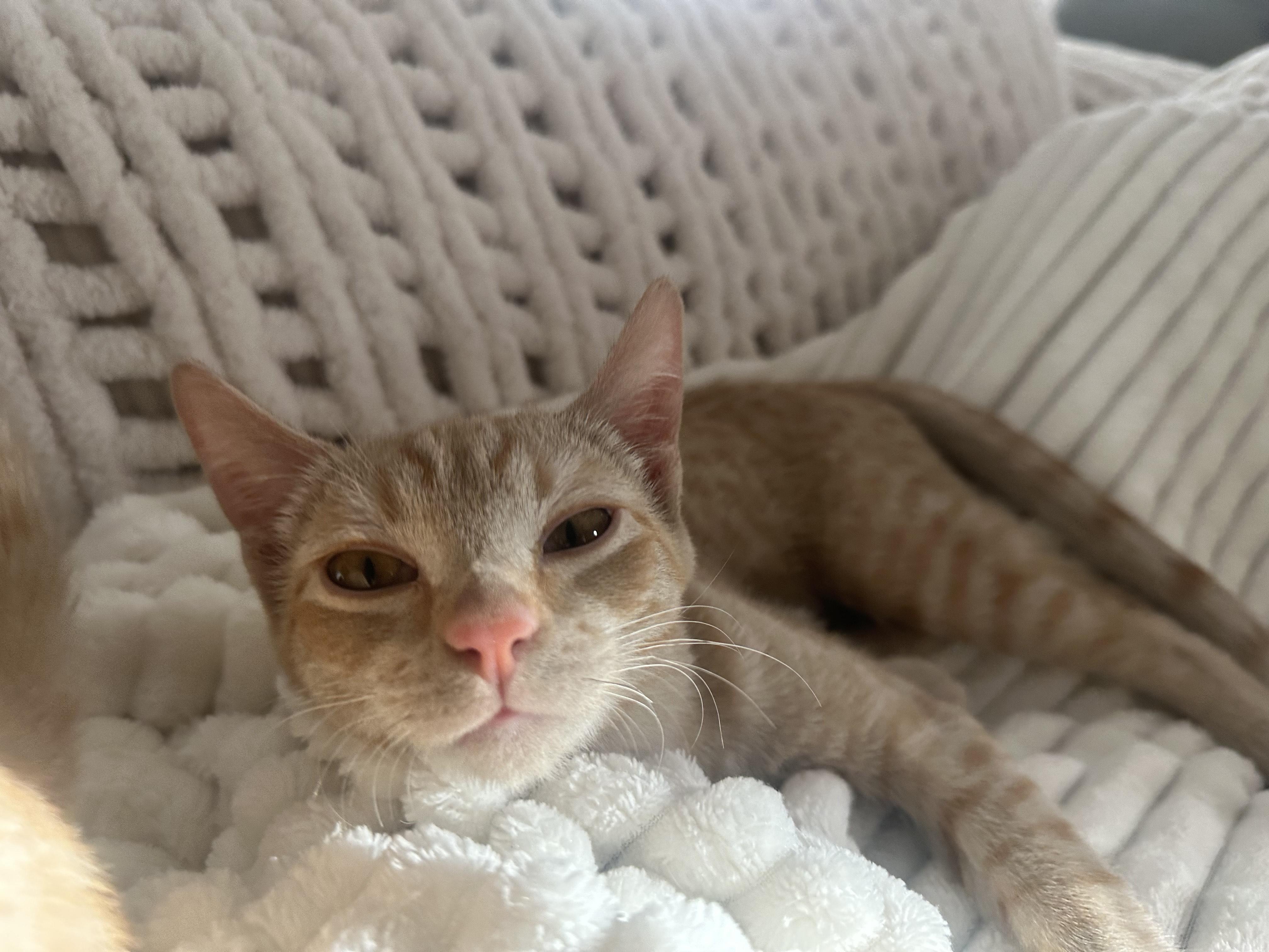 Winnie & Peach (bonded sisters), an adopted Domestic Short Hair in San Diego, CA image 3/6