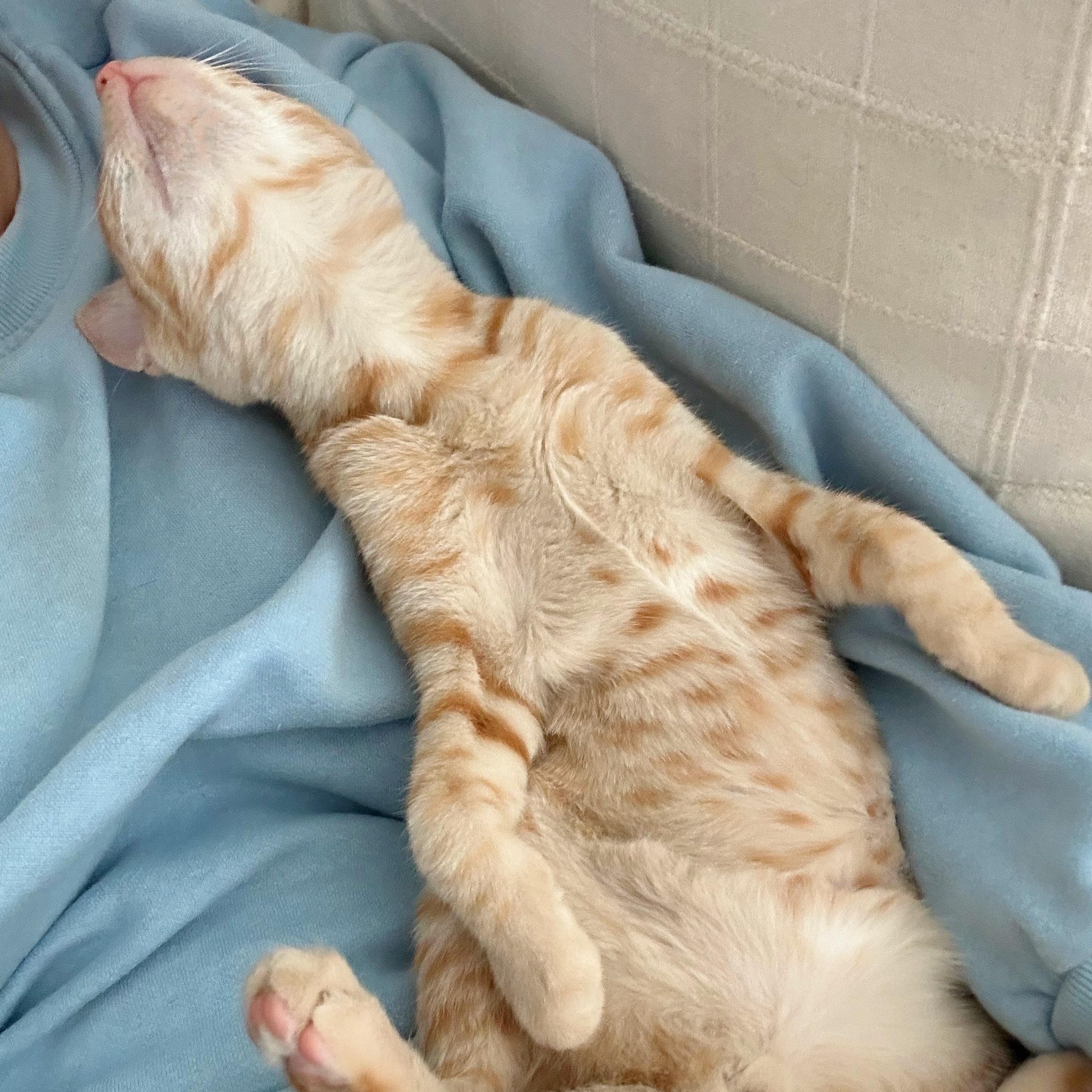 Winnie & Peach (bonded sisters), an adopted Domestic Short Hair in San Diego, CA image 4/6