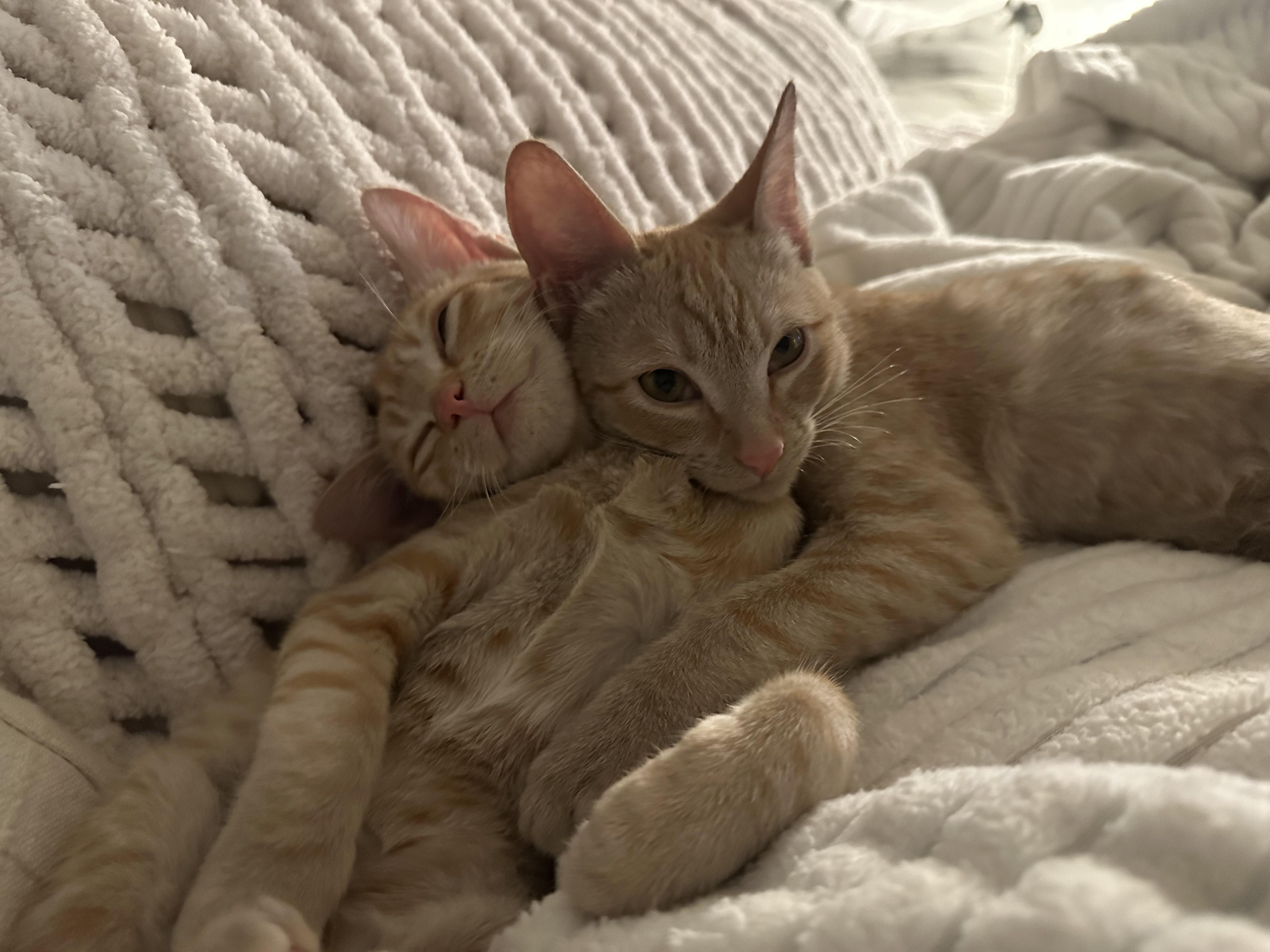 Winnie & Peach (bonded sisters), an adopted Domestic Short Hair in San Diego, CA image 6/6