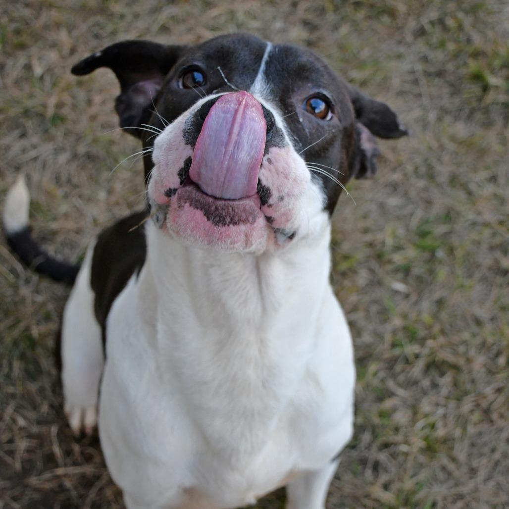 Mascarpone, Adoptable, Adult Male Pit Bull Terrier.